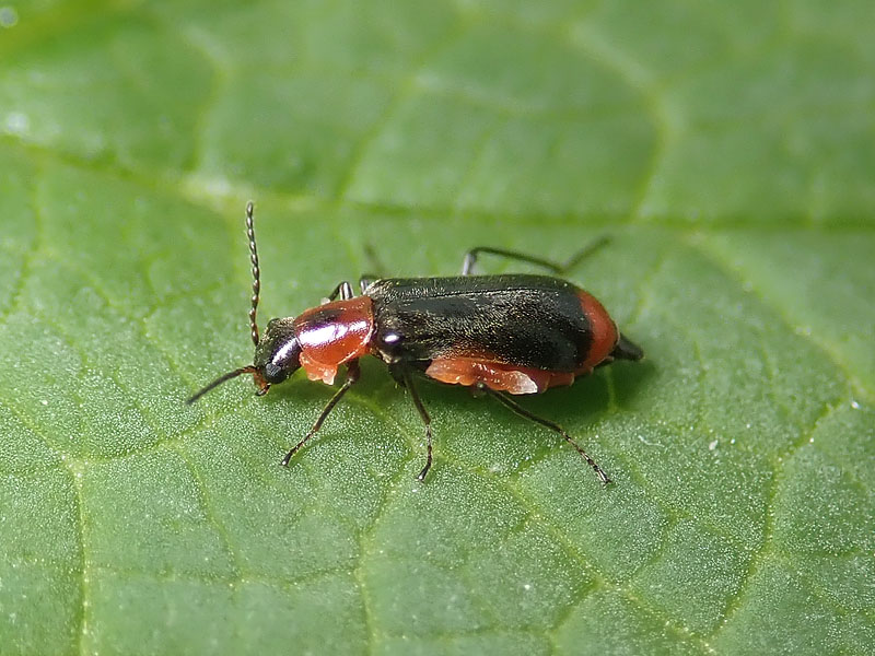 Malachidae: Attalus minimus? S, femmina.